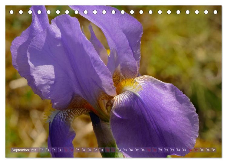 Produktbild: Iris - mond&auml;ne Gartensch&ouml;nheit (Tischkalender 2026 DIN A5 quer), CALVENDO Monatskalender