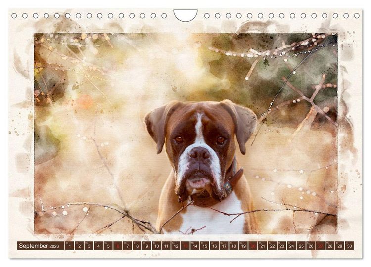 Produktbild: Boxer Photo&Kunst (Wandkalender 2026 DIN A4 quer), CALVENDO Monatskalender