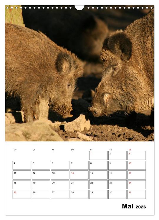 Produktbild: Der wildschweinische Terminplaner (Wandkalender 2026 DIN A3 hoch), CALVENDO Monatskalender
