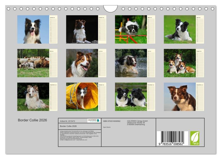 Produktbild: Border Collie 2026 (Wandkalender 2026 DIN A4 quer), CALVENDO Monatskalender
