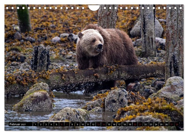 Produktbild: Grizzlys und Geisterb&auml;ren - Glendale Cove, Kanada (Wandkalender 2027 DIN A4 quer), CALVENDO Monatskalender