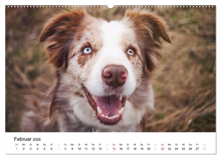 Produktbild: Border Collies 2026 (hochwertiger Premium Wandkalender 2026 DIN A2 quer), Kunstdruck in Hochglanz