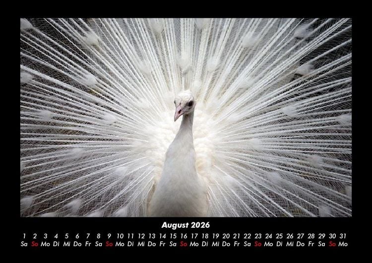 Produktbild: V&ouml;gel 2026 Fotokalender DIN A3