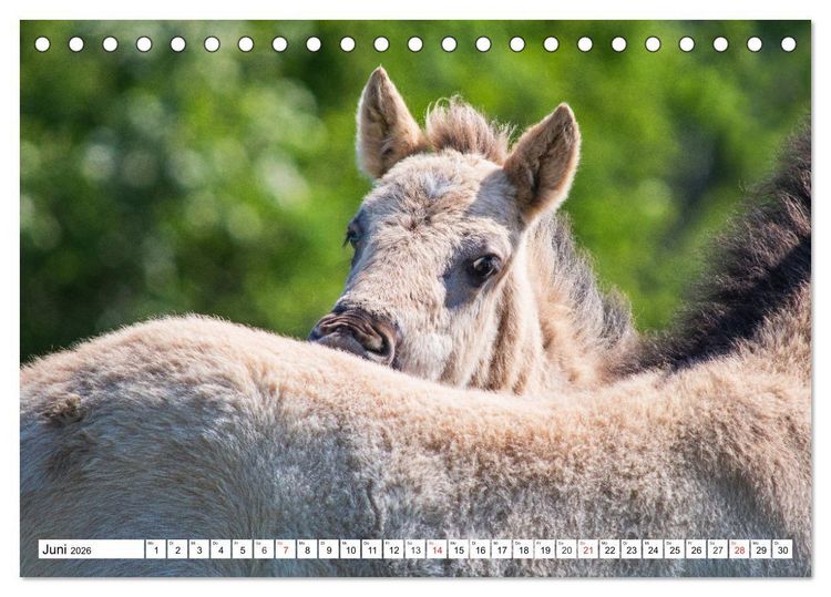 Produktbild: Konik - Frei geboren (Tischkalender 2026 DIN A5 quer), CALVENDO Monatskalender