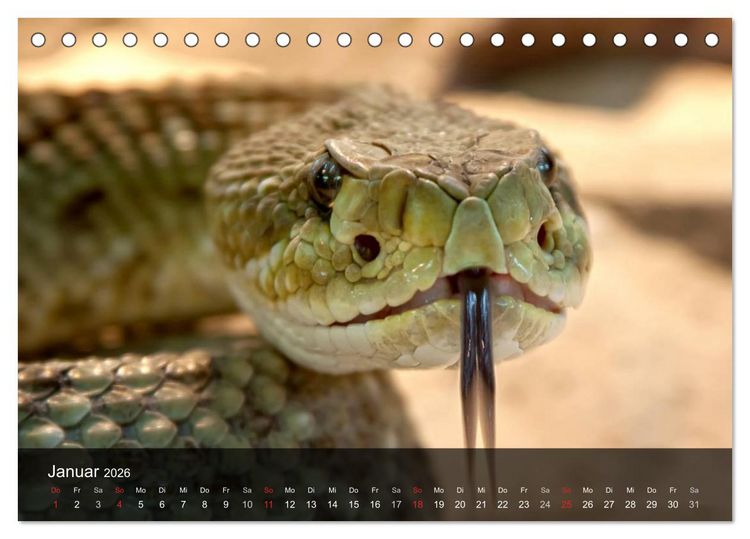 Produktbild: Giftschlangen (Tischkalender 2026 DIN A5 quer), CALVENDO Monatskalender