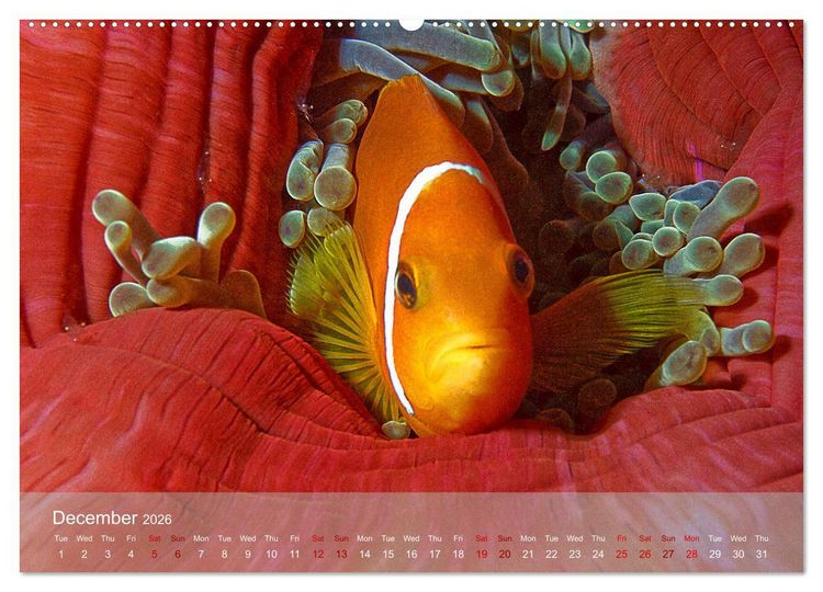 Produktbild: Anemonefish - always busy - always on the move (Wall Calendar 2026 DIN A2 landscape), CALVENDO 12 Month Wall Calendar