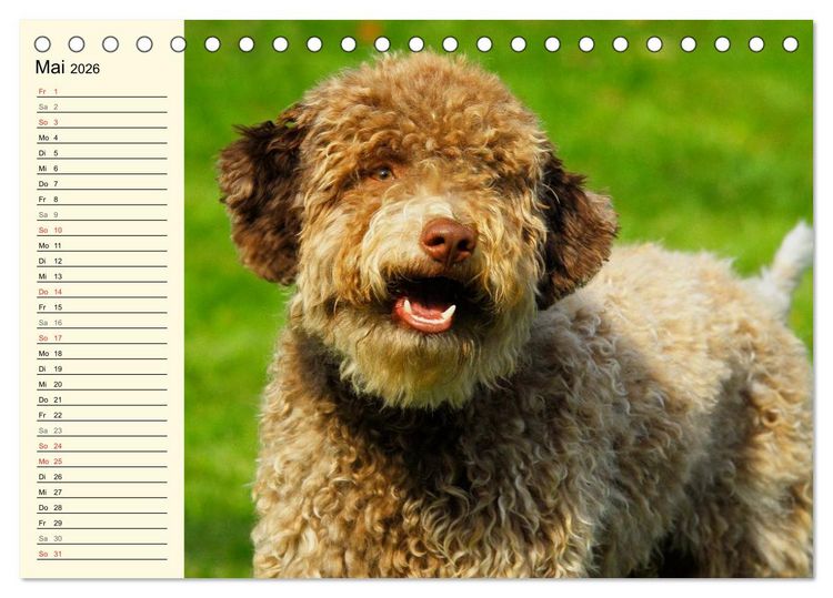 Produktbild: Lagotto Romagnolo - Italienischer Tr&uuml;ffelhund (Tischkalender 2026 DIN A5 quer), CALVENDO Monatskalender