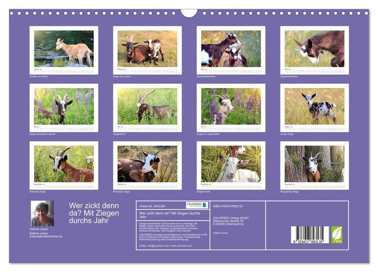 Produktbild: Wer zickt denn da? Mit Ziegen durchs Jahr (Wandkalender 2026 DIN A3 quer), CALVENDO Monatskalender