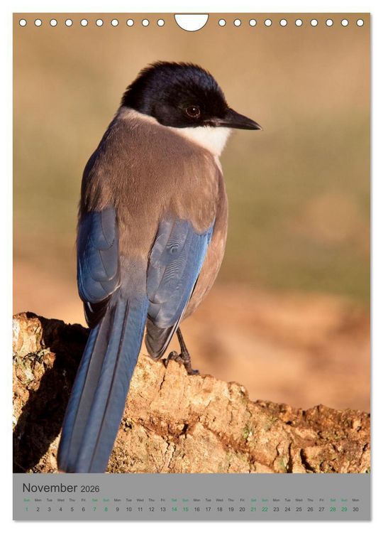 Produktbild: Wildlife of Spain (Wall Calendar 2026 DIN A4 portrait), CALVENDO 12 Month Wall Calendar