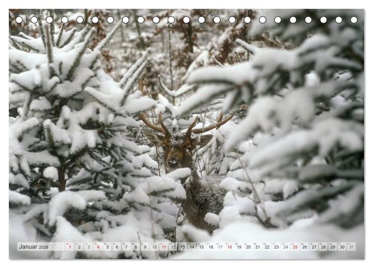 Produktbild: Emotionale Momente: Das Damwild. (Tischkalender 2026 DIN A5 quer), CALVENDO Monatskalender