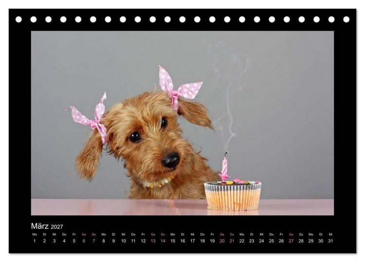 Produktbild: Elli Pirelli... aus dem Leben eines fr&ouml;hlichen Pinscher-Dackel-M&auml;dels (Tischkalender 2027 DIN A5 quer), CALVENDO Monatskalender