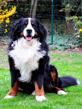 Produktbild: CALVENDO Puzzle Ein Motiv aus dem Kalender B&Auml;R - Der Berner Sennenhund | 1000 Teile Lege-Gr&ouml;&szlig;e 64x48cm Foto-Puzzle f&uuml;r gl&uuml;ckliche Stunden
