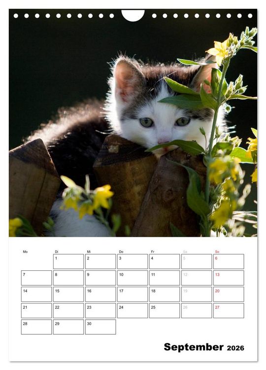 Produktbild: Katzenkinder - Impressionen (Wandkalender 2026 DIN A4 hoch), CALVENDO Monatskalender
