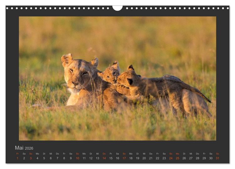 Produktbild: L&ouml;wen Wildlife-Fotografien (Wandkalender 2026 DIN A3 quer), CALVENDO Monatskalender