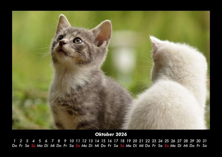 Produktbild: F&uuml;r Katzenfreunde 2026 Fotokalender DIN A3