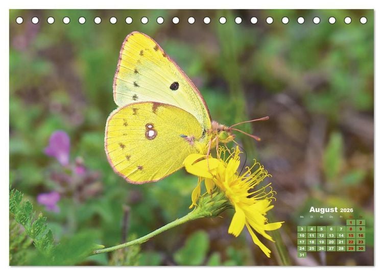 Produktbild: GEOclick Lernkalender: Portr&auml;ts einheimischer Schmetterlinge (Tischkalender 2026 DIN A5 quer), CALVENDO Monatskalender