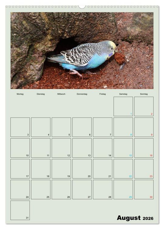 Produktbild: Wellensittiche Terminplaner (hochwertiger Premium Wandkalender 2026 DIN A2 hoch), Kunstdruck in Hochglanz