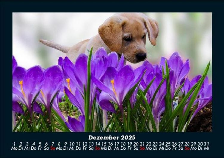 Produktbild: Welpen 2025 Fotokalender DIN A5