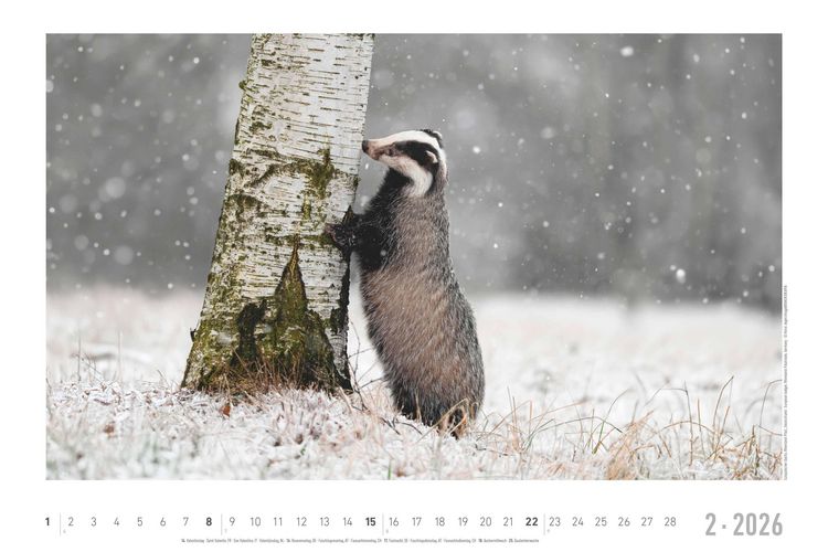 Geheimnisvolles Waldleben 2026 - Bildkalender 49,5x33 cm - Tiere und Pflanzen in unseren heimischen Wäldern - Wandkalender - Wandplaner - Tierkalender