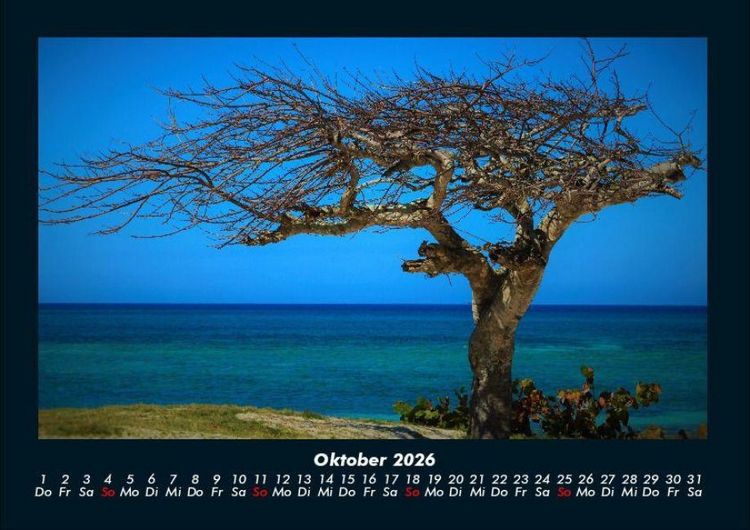 Produktbild: B&auml;ume 2026 Fotokalender DIN A4