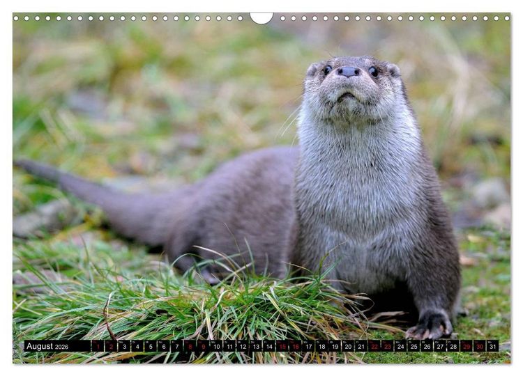 Produktbild: Fischotter, flinke J&auml;ger (Wandkalender 2026 DIN A3 quer), CALVENDO Monatskalender