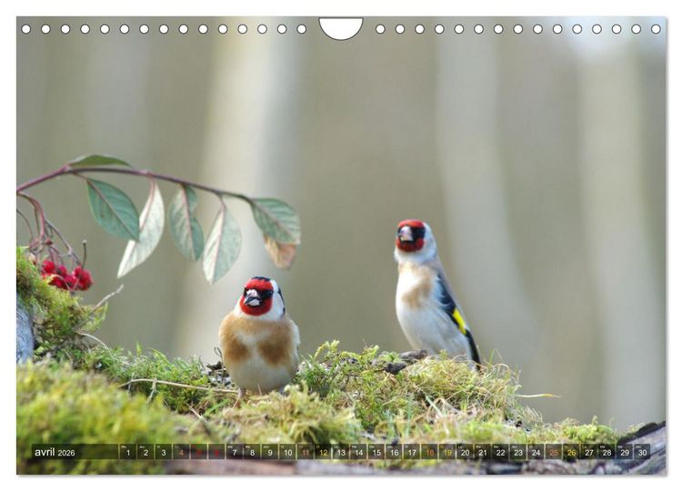 Produktbild: Chardonnerets - Portraits d'une esp&egrave;ce &eacute;blouissante (Calendrier mural 2026 DIN A4 vertical), CALVENDO calendrier mensuel