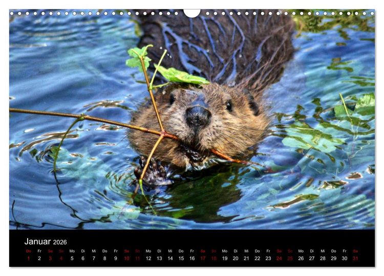 Produktbild: Das Leben der Biber (Wandkalender 2026 DIN A3 quer), CALVENDO Monatskalender