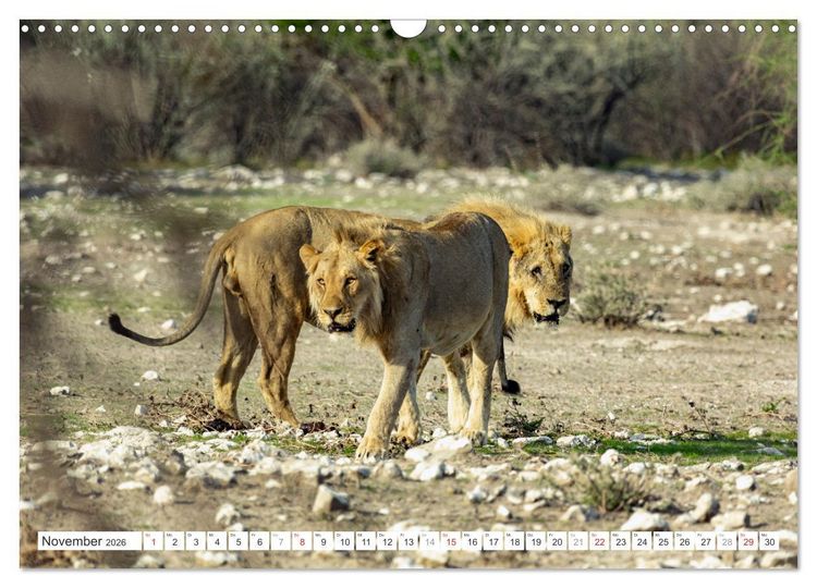 Produktbild: Afrika - Namibia (Wandkalender 2026 DIN A3 quer), CALVENDO Monatskalender