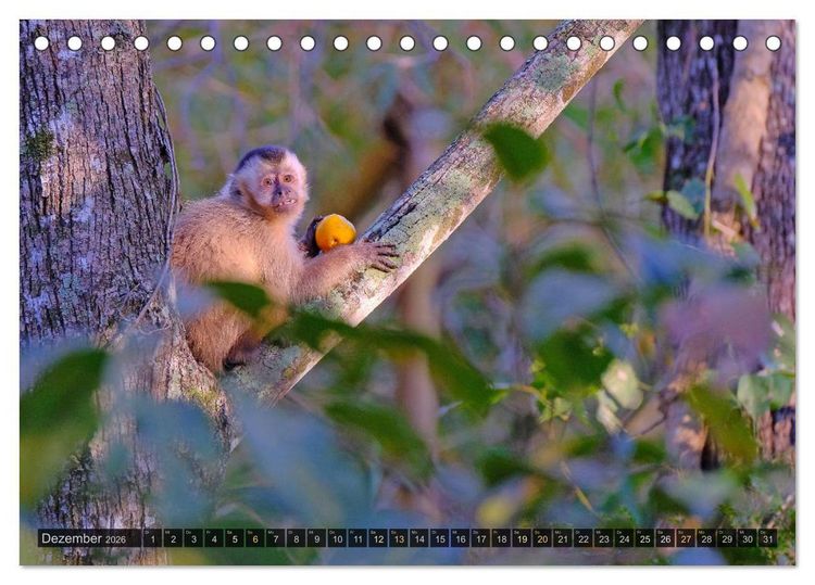 Produktbild: Tiere im Pantanal - viaje.ch (Tischkalender 2026 DIN A5 quer), CALVENDO Monatskalender