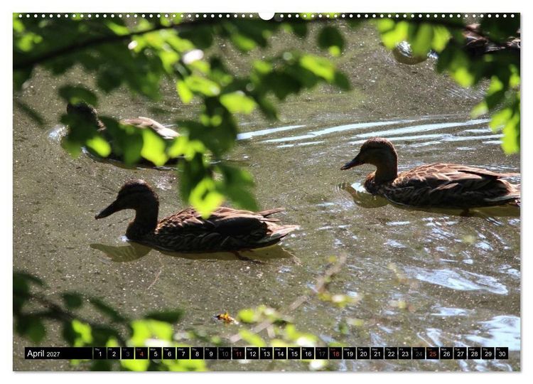 Produktbild: Lovely Water Birds (High Quality Premium Wall Calendar 2027 DIN A2 landscape),CALVENDO 12 Month Wall Calendar