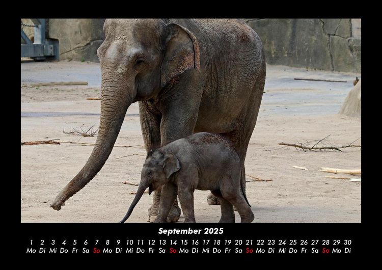 Produktbild: Der Elefantenkalender 2025 Fotokalender DIN A3