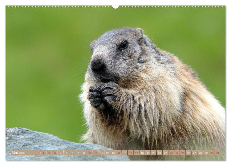 Produktbild: Alpenmurmeltiere in freier Wildbahn (Wandkalender 2026 DIN A2 quer), CALVENDO Monatskalender