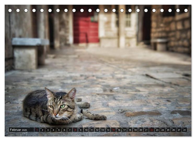 Produktbild: Die Katzen von Rovinj (Tischkalender 2026 DIN A5 quer), CALVENDO Monatskalender