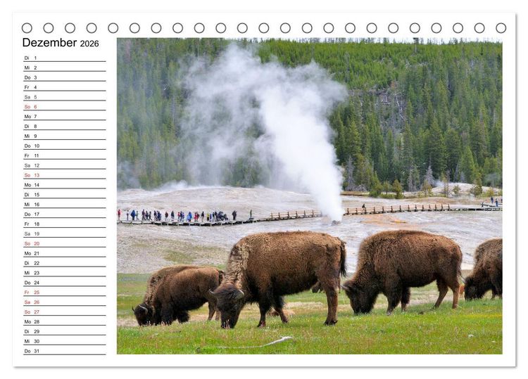 Produktbild: Der nordamerikanische Bison (Tischkalender 2026 DIN A5 quer), CALVENDO Monatskalender