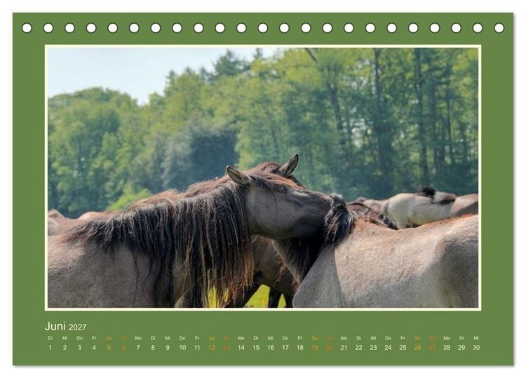 Produktbild: Die letzten Wilden - freilebende Pferde in D&uuml;lmen (Tischkalender 2027 DIN A5 quer), CALVENDO Monatskalender