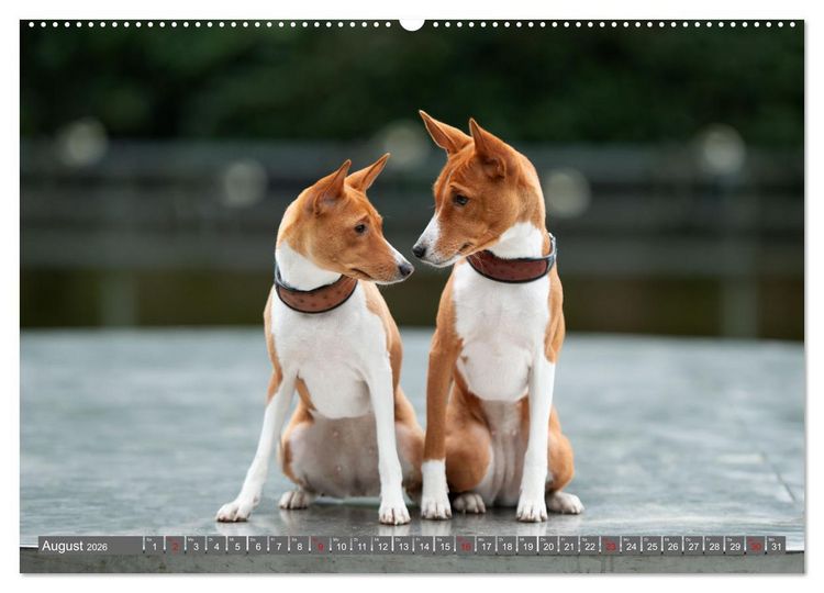 Produktbild: Der Basenji (hochwertiger Premium Wandkalender 2026 DIN A2 quer), Kunstdruck in Hochglanz