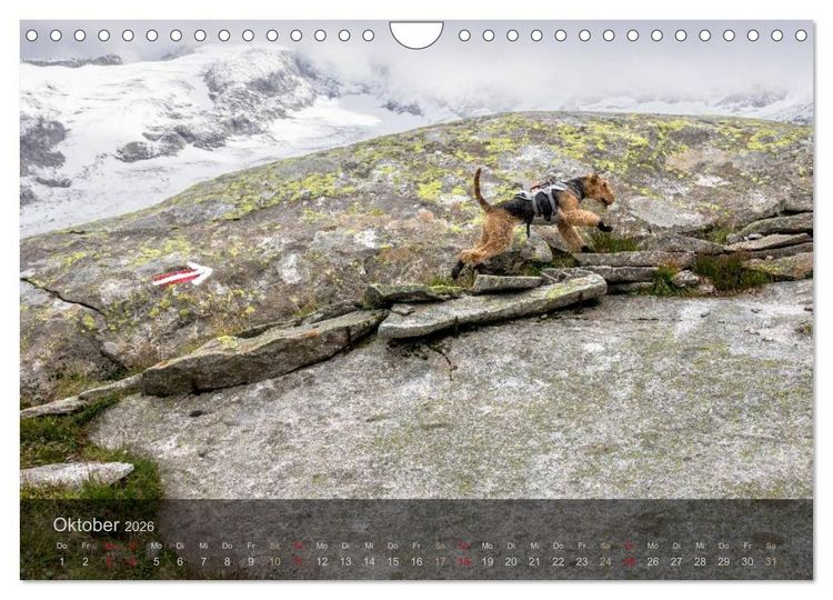Produktbild: Der Bergdale - mit Hund im Hochgebirge (Wandkalender 2026 DIN A4 quer), CALVENDO Monatskalender