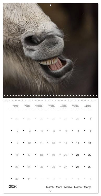 Produktbild: Icelandic Horses - wild and free (Wall Calendar 2026 12 &times; 12 Inch) CALVENDO 12 Month Wall Calendar