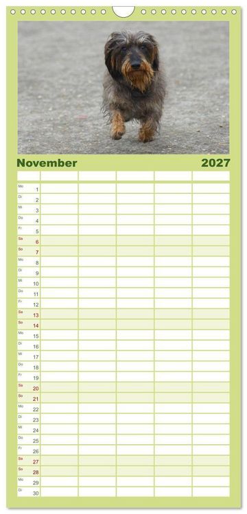 Produktbild: Familienplaner 2027 - Der Zwergrauhaardackel - Eigensinnig und Liebenswert mit 5 Spalten (Wandkalender, 21 x 45 cm) CALVENDO