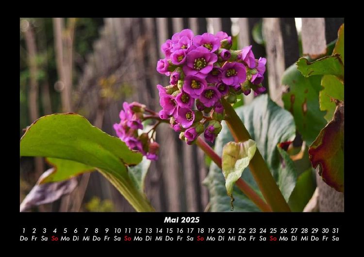Produktbild: Blumentr&auml;ume 2025 Fotokalender DIN A3