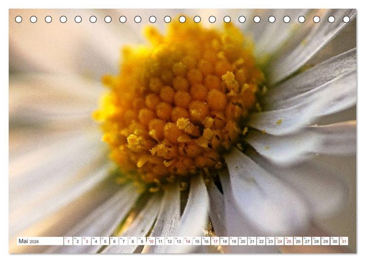Produktbild: G&auml;nsebl&uuml;mchen Poesie (Tischkalender 2026 DIN A5 quer), CALVENDO Monatskalender