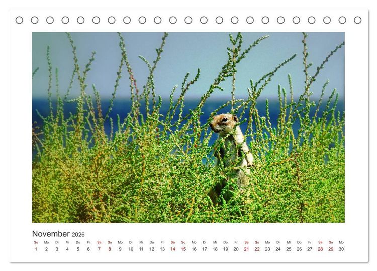 Produktbild: Fuerteventura - Bildsch&ouml;n (Tischkalender 2026 DIN A5 quer), CALVENDO Monatskalender