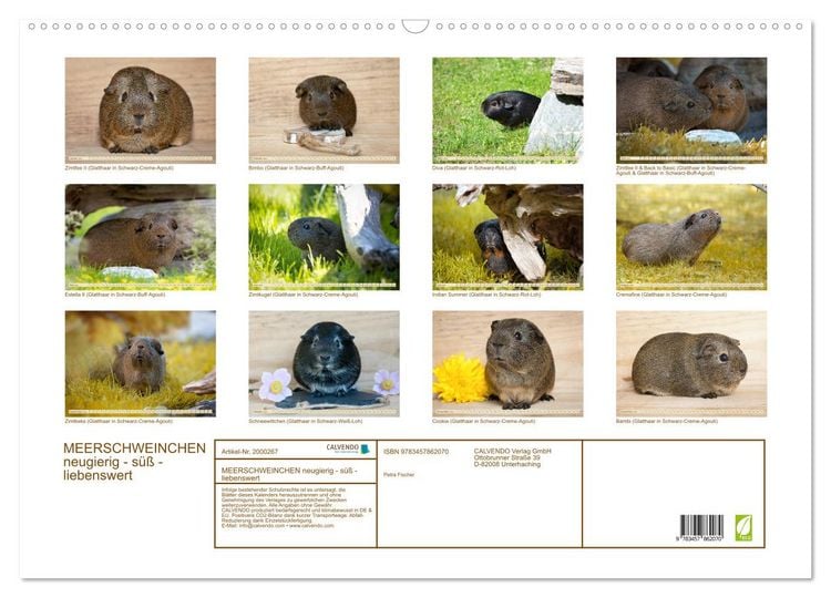 Produktbild: MEERSCHWEINCHEN neugierig - s&uuml;&szlig; - liebenswert (Wandkalender 2026 DIN A2 quer), CALVENDO Monatskalender