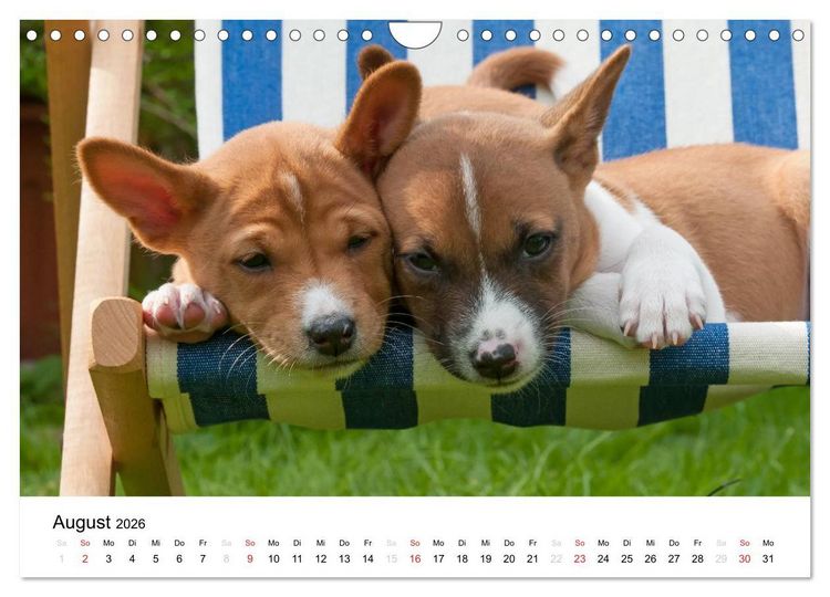 Produktbild: Bezaubernde Basenji-Welpen (Wandkalender 2026 DIN A4 quer), CALVENDO Monatskalender