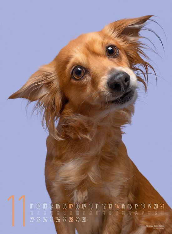Produktbild: Frei Schnauze Kalender 2027