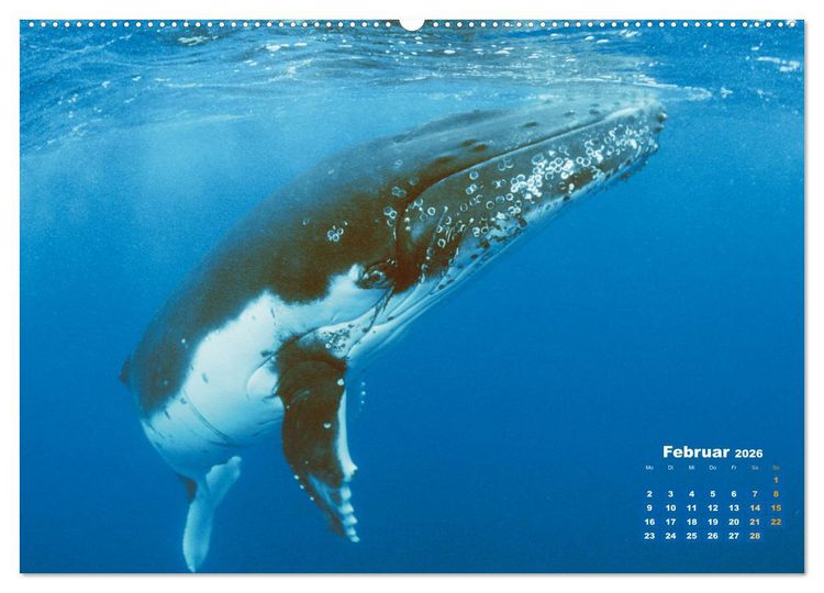 Produktbild: Buckelwale: Aus den blauen Tiefen der Ozeane (Wandkalender 2026 DIN A2 quer), CALVENDO Monatskalender