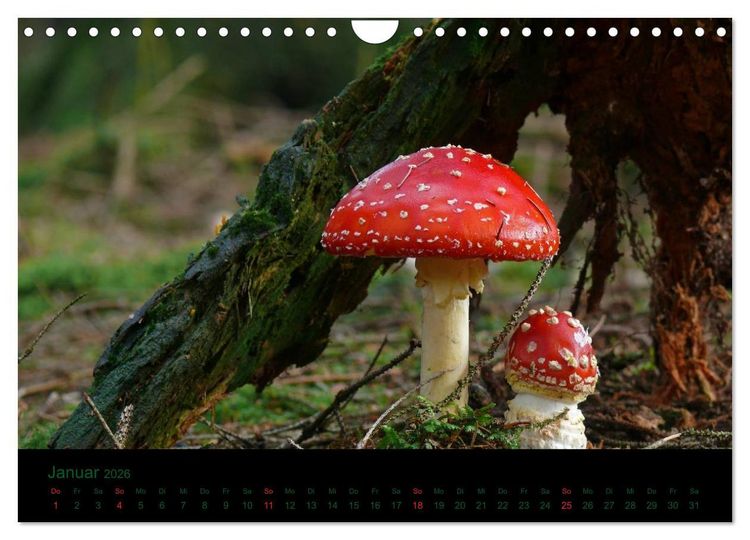 Produktbild: Im Reich der Pilze (Wandkalender 2026 DIN A4 quer), CALVENDO Monatskalender