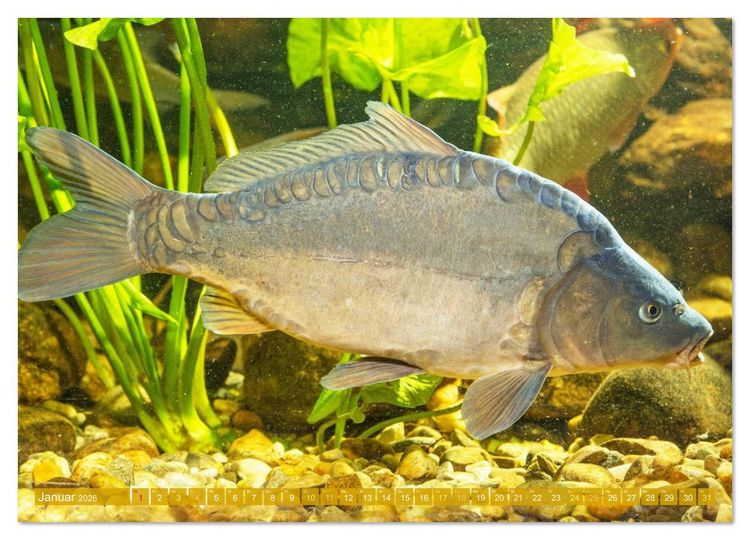 Produktbild: Heimische Fische: Karpfen, Forelle, Hecht (Wandkalender 2026 DIN A2 quer), CALVENDO Monatskalender