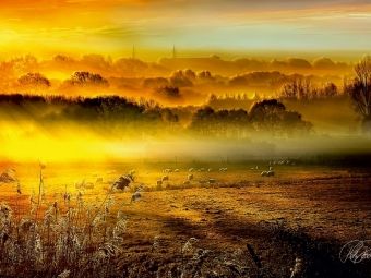 Produktbild: CALVENDO Puzzle Schafe auf der Weide im Sonnenaufgang | 1000 Teile Lege-Gr&ouml;&szlig;e 64x48cm Foto-Puzzle f&uuml;r gl&uuml;ckliche Stunden