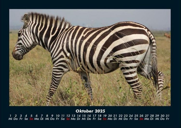 Produktbild: Zebrazauber 2025 Fotokalender DIN A4